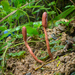 Ophiocordyceps sobolifera - Photo 由 Danny Newman 所上傳的 (c) Danny Newman，保留部份權利CC BY-NC-SA