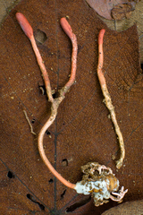 Ophiocordyceps sobolifera