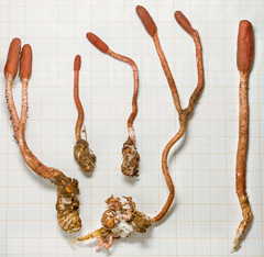 Ophiocordyceps sobolifera