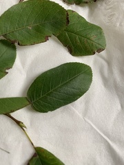 Amelanchier sanguinea