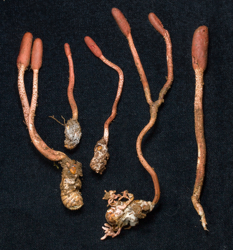Ophiocordyceps sobolifera