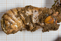 Ophiocordyceps sobolifera