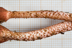 Ophiocordyceps sobolifera