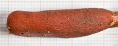 Ophiocordyceps sobolifera