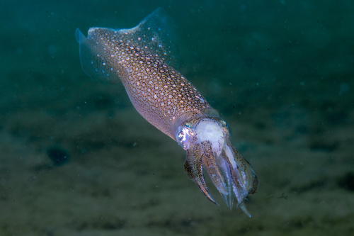 Roper Inshore Squid