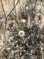 Eriogonum nudum auriculatum
