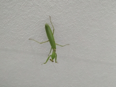 Hierodula transcaucasica