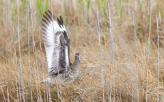 Tringa semipalmata semipalmata