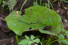 Ophiocordyceps nutans