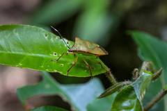 Ophiocordyceps nutans