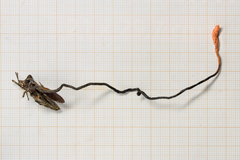 Ophiocordyceps nutans