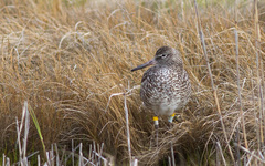 Tringa semipalmata semipalmata