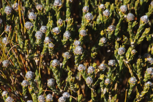 Image of Liparia umbellifera by (c) Tony Rebelo, some rights reserved (CC BY-SA)
