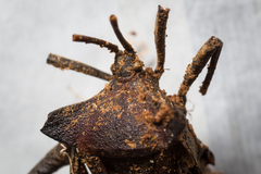 Ophiocordyceps nutans