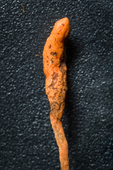 Ophiocordyceps nutans