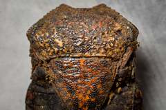 Ophiocordyceps nutans