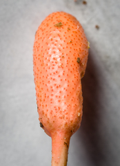 Ophiocordyceps nutans