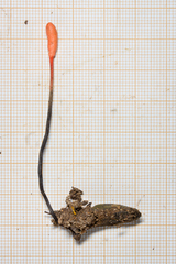 Ophiocordyceps nutans