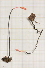 Ophiocordyceps nutans