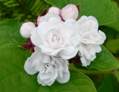 Clerodendrum chinense