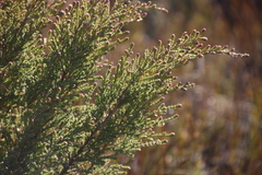 Passerina nivicola
