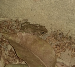 Bufotes viridis viridis