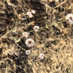 Eriogonum nudum auriculatum