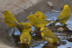 Zosterops anderssoni