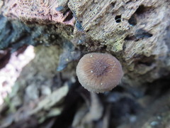 Pluteus thomsonii