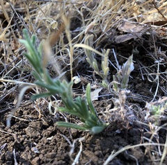 Cordylanthus pilosus pilosus