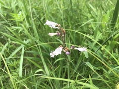 Penstemon laevigatus