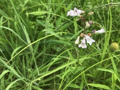 Penstemon laevigatus