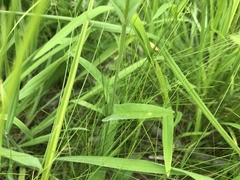 Penstemon laevigatus