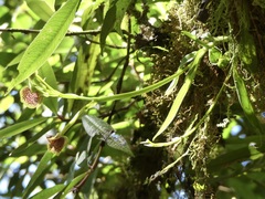 Telipogon salinasiae