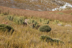 Passerina nivicola