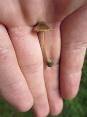 Entoloma flavoviride