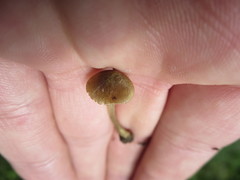 Entoloma flavoviride