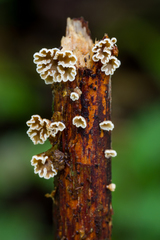 Calathella digitiformis