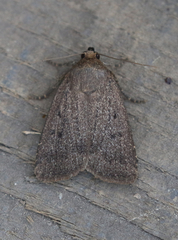 Amphipyra tragopoginis