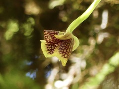 Telipogon salinasiae