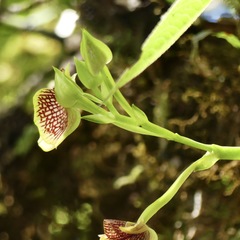 Telipogon salinasiae