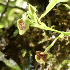 Telipogon salinasiae