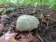 Russula parvovirescens