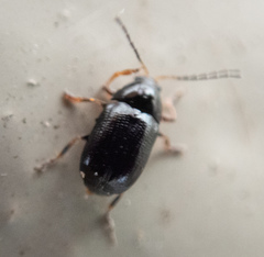 Cryptocephalus labiatus