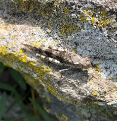 Trimerotropis saxatilis