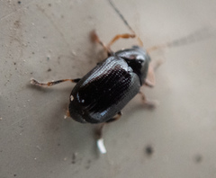 Cryptocephalus labiatus