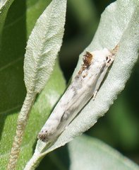 Antaeotricha