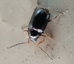 Cryptocephalus labiatus