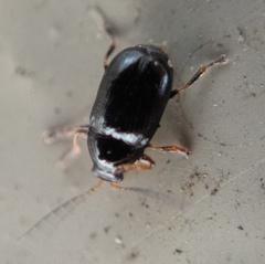 Cryptocephalus labiatus