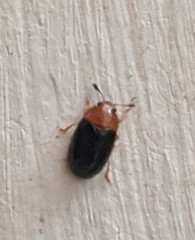 Triplax thoracica